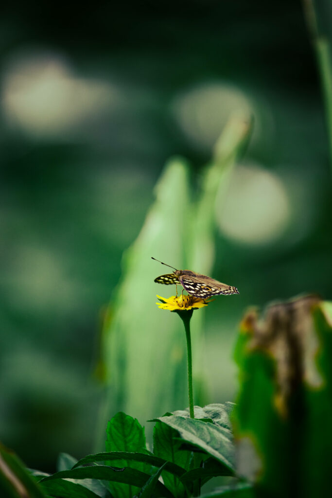 Serene Butterfly on Yellow Flower Amid Lush Greenery - Dreamy Scene Wallpaper