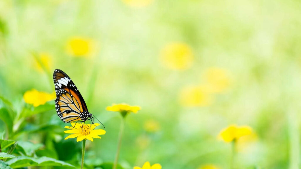 Delicate Butterfly on Vibrant Yellow Flower in Serene Nature Scene Wallpaper