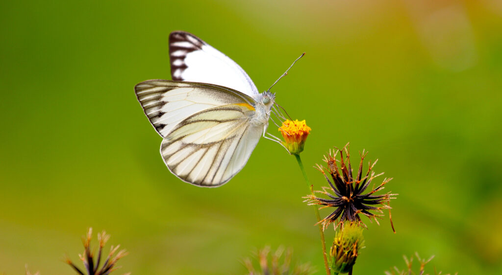 Serene Butterfly on Yellow Flower: Aesthetic Nature Wallpaper