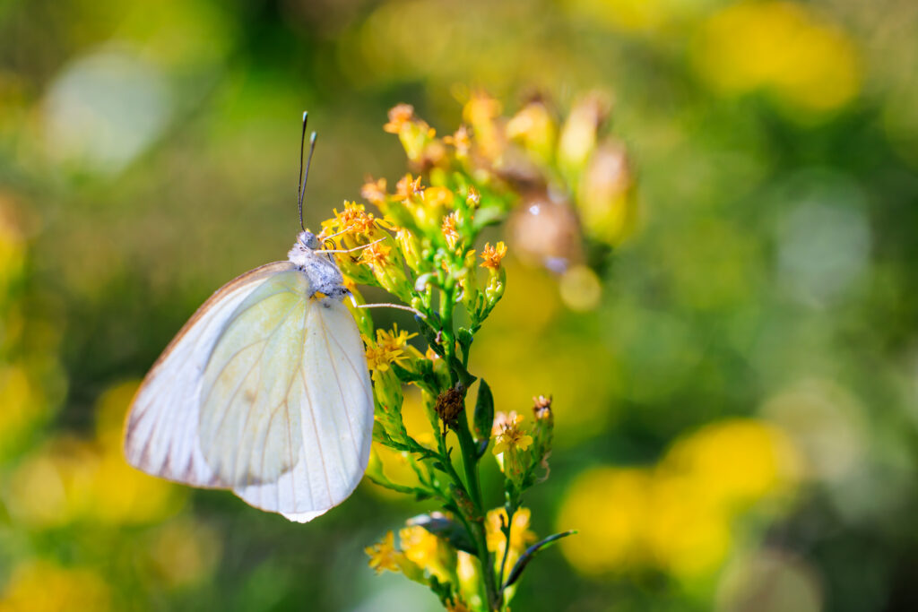 Stunning Butterfly Wallpaper: Macro Perspective on Yellow Flowers