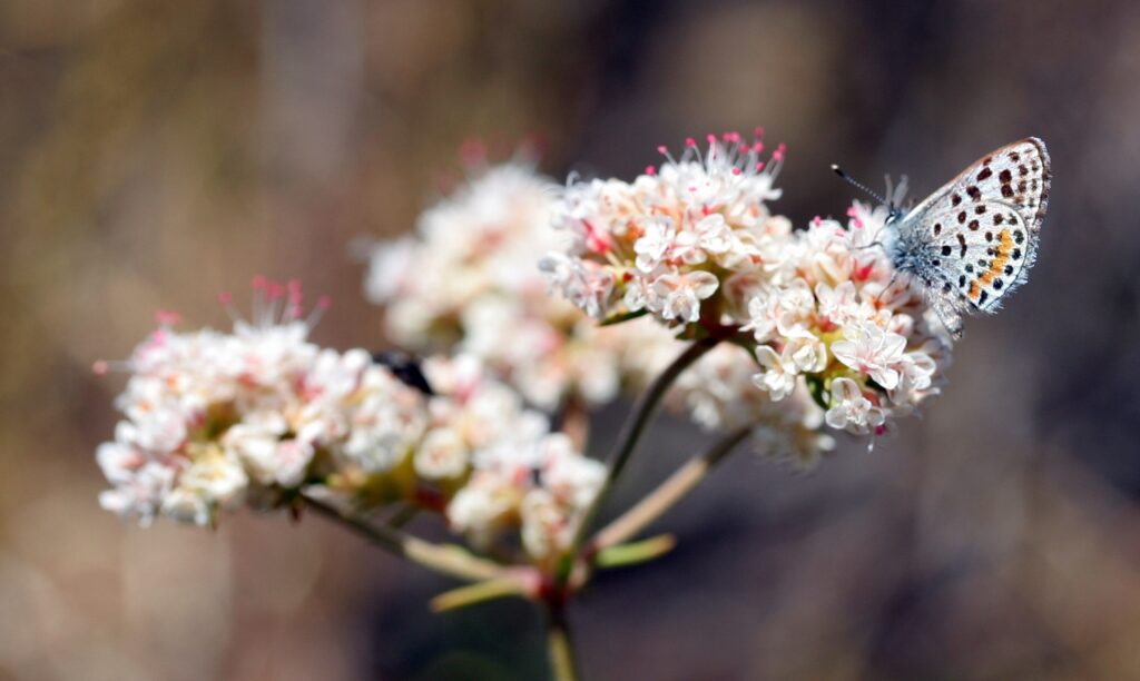Delicate Butterfly on Soft White Flowers - Nature Wallpaper Background