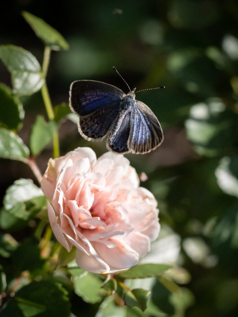 Dark-Winged Butterfly with Blue Sheen on Pink Rose - Nature Wallpaper