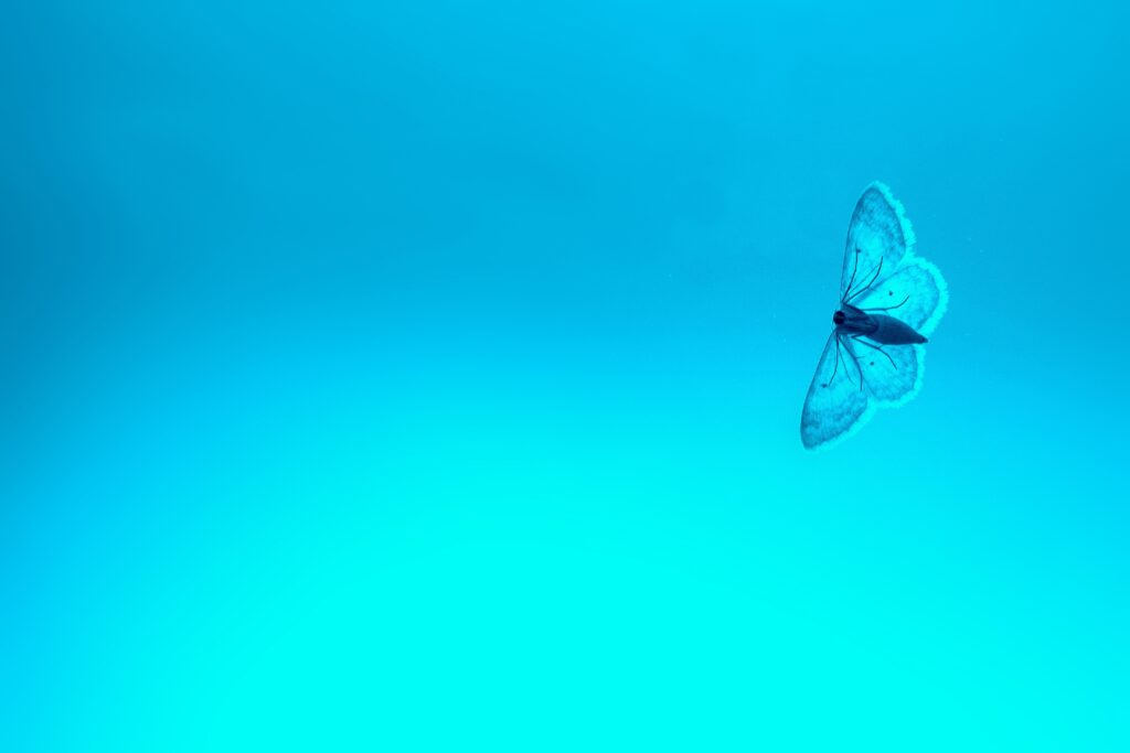 Translucent Butterfly Wallpaper: Serene Blue Gradient Aesthetic