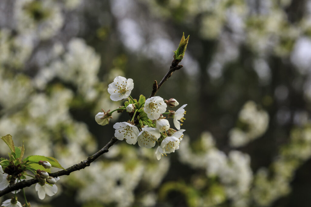 Delicate Cherry Blossom Macro Wallpaper with Soft Focus Background
