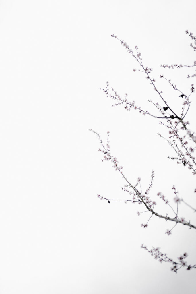 Tranquil Cherry Blossom Minimalist Wallpaper on White Background