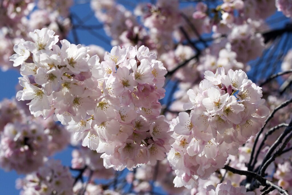 Spring Cherry Blossom Background: Close-Up of Delicate Flowers Wallpaper