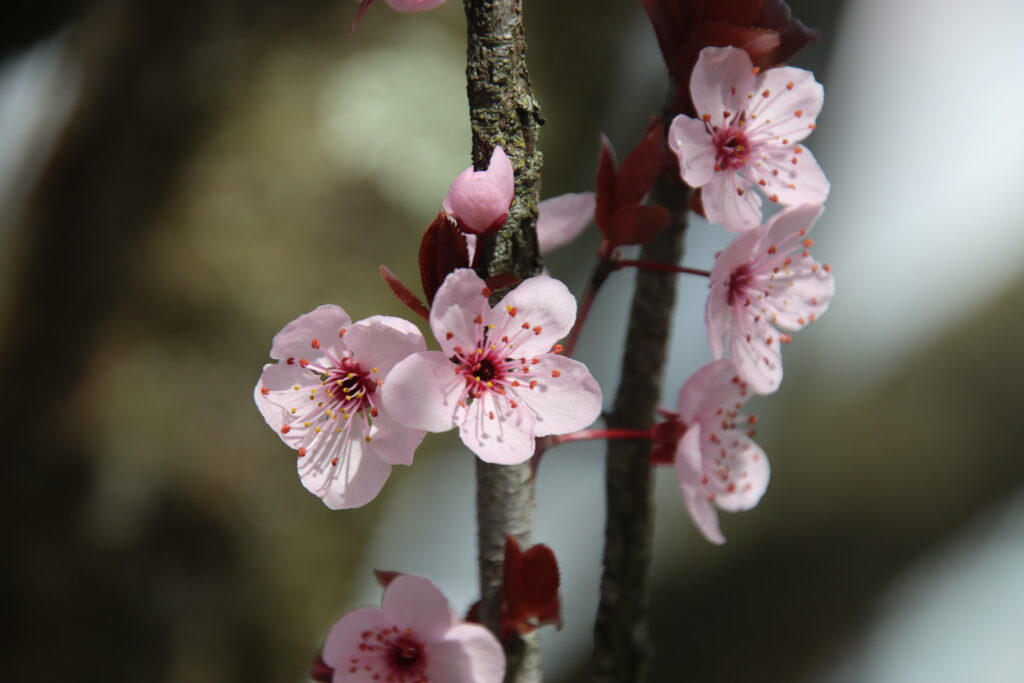 Macro Cherry Blossoms in Bloom: Serene Pink Floral Background Wallpaper