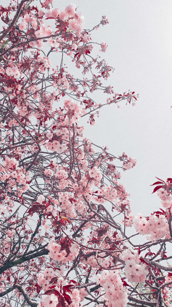 Serene Cherry Blossom Wallpaper: Soft Pink Flowers on Muted Sky
