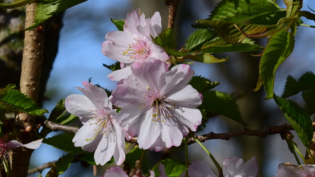 Cherry Blossom Wallpaper: Soft Pink Flowers & Lush Green Background