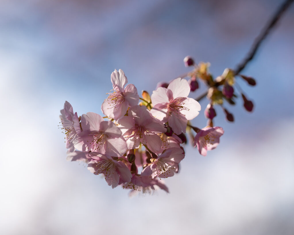 Delicate Cherry Blossoms Wallpaper: Soft Pink Petals & Spring Sky