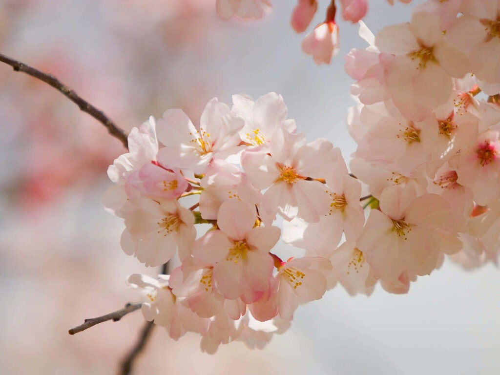 Delicate Cherry Blossoms Wallpaper: Springtime Serenity Background