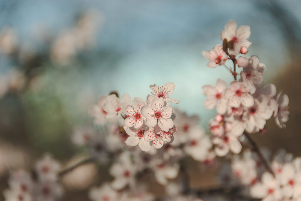 Serene Macro Wallpaper: Delicate Cherry Blossoms with Pink Petals