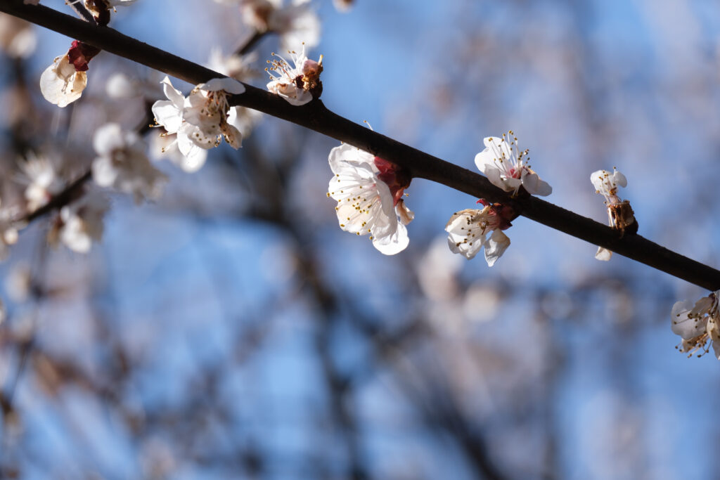Delicate Cherry Blossoms in Bloom: Spring Background Wallpaper