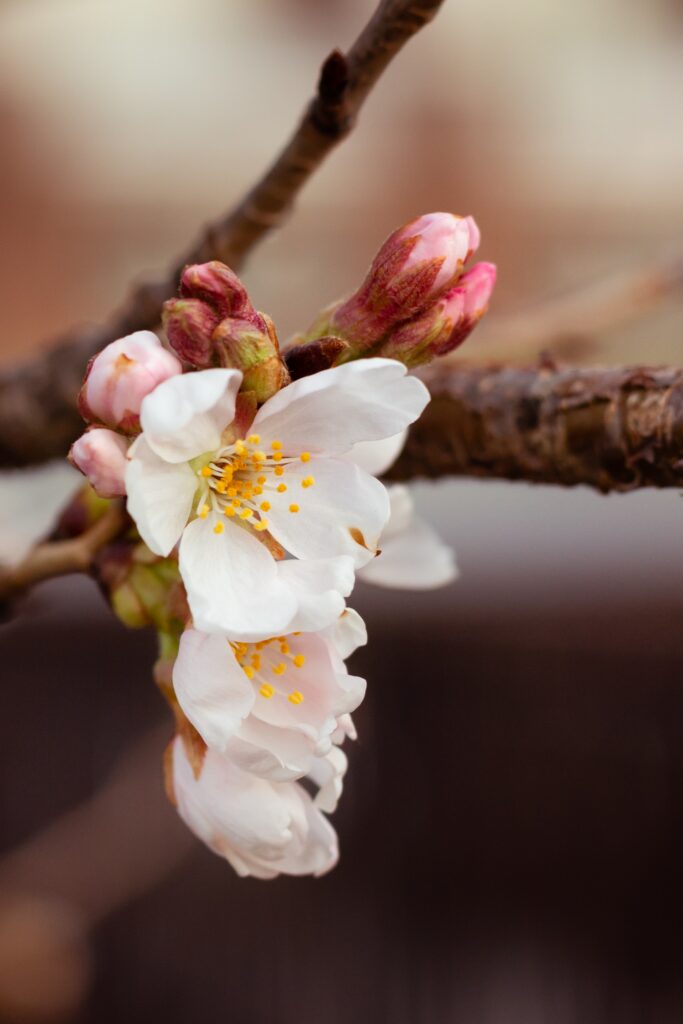 Cherry Blossoms Wallpaper: Close-Up of White Petals & Pink Buds