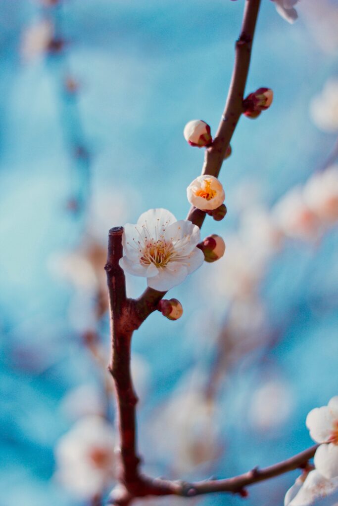 Delicate Cherry Blossom Wallpaper on Soft Blue Background