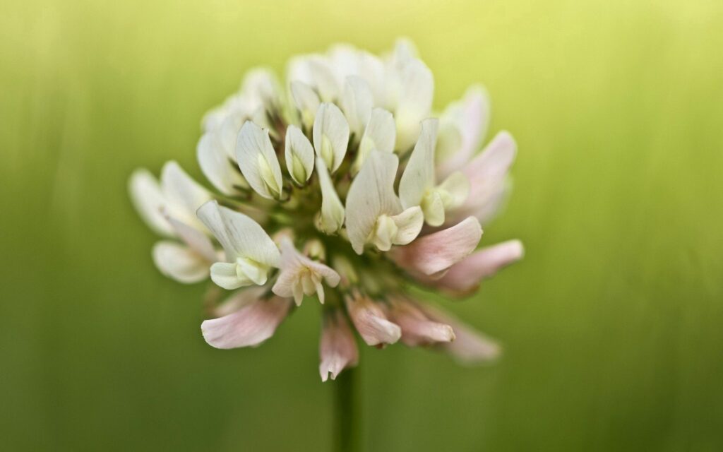 Delicate Clover Flower Close-Up: Serene White & Pink Wallpaper Background