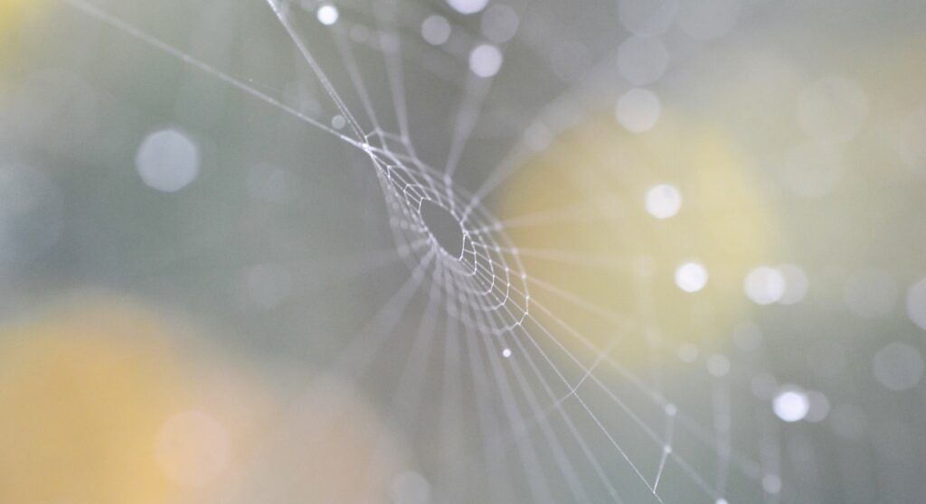 Dreamy Cobweb Macro Shot with Soft Bokeh - Wallpaper Background