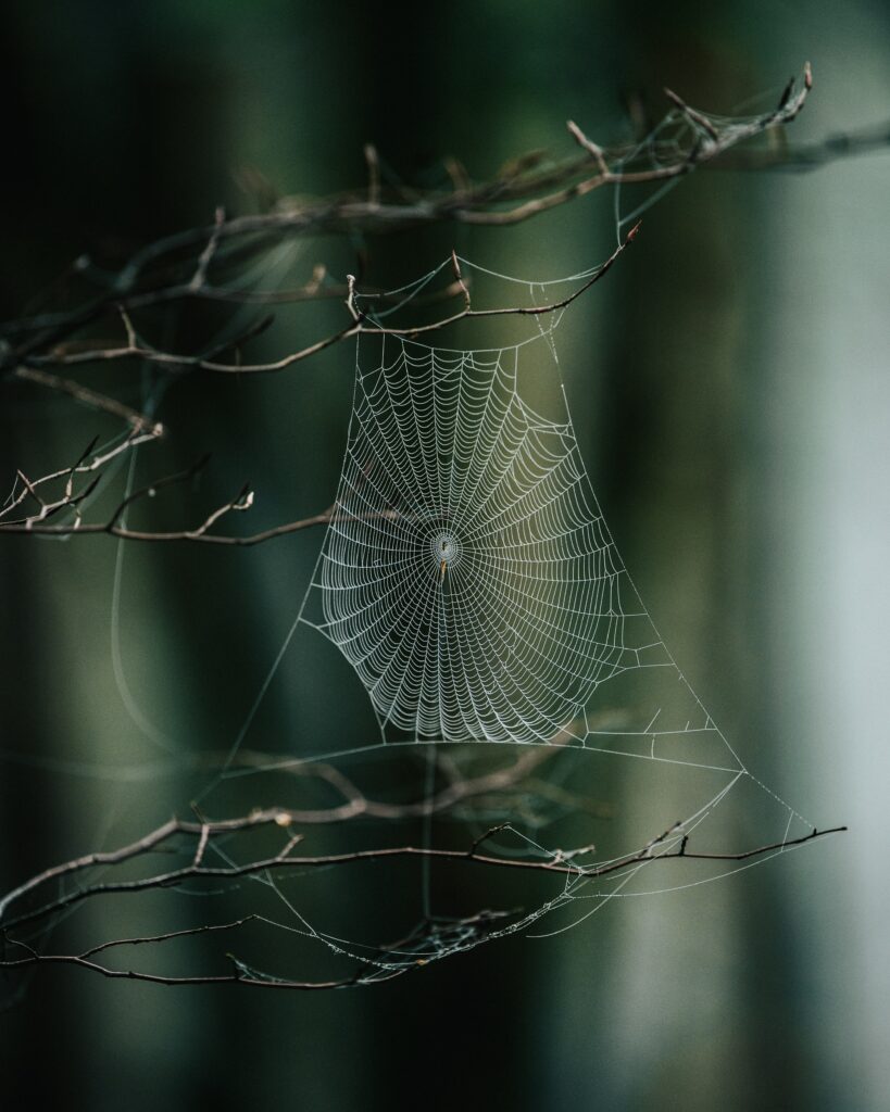 Macro view of delicate cobweb on bare branches with soft focus forest background wallpaper