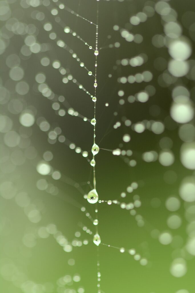 Delicate Cobweb Macro Wallpaper with Water Drops on Soft Green Background