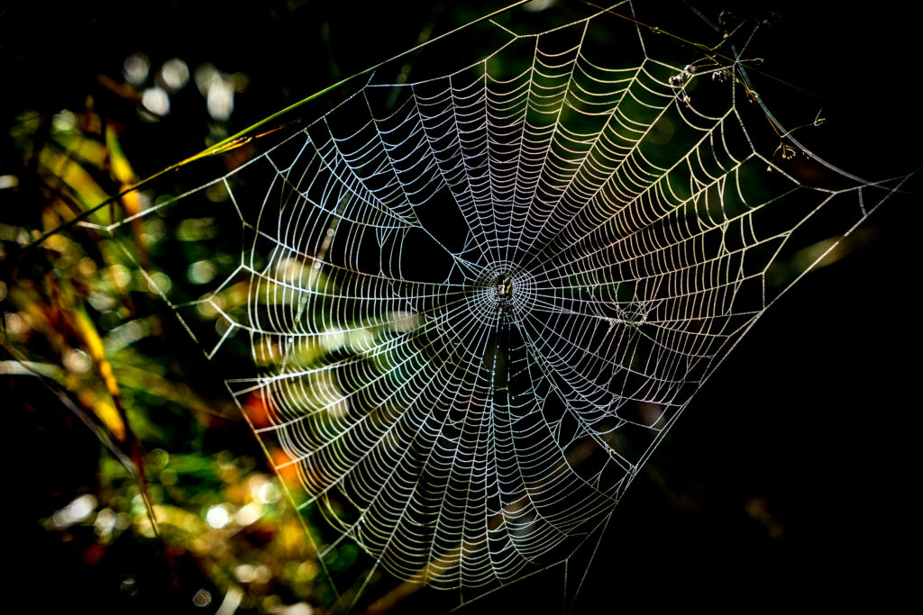 Intricate Cobweb Close-Up: Sunlit Patterns on Dark Wallpaper Background