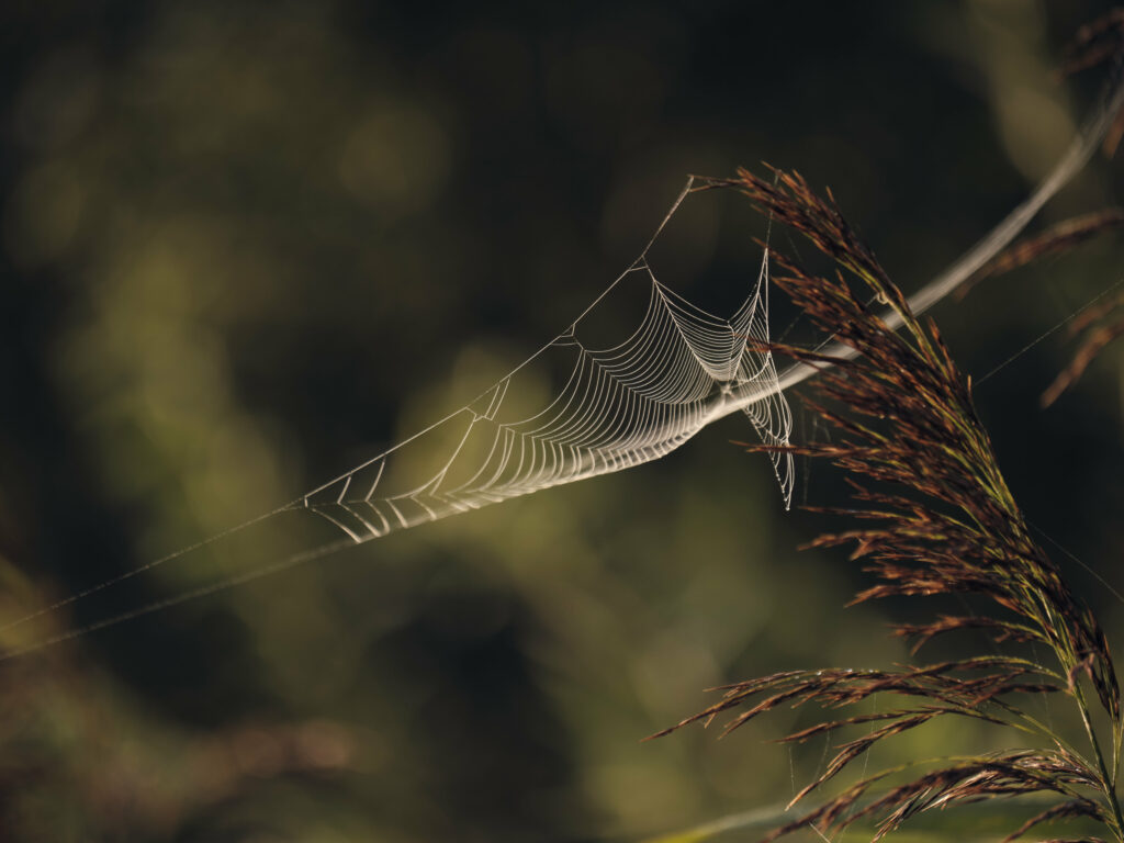 Delicate Cobweb Wallpaper: Macro Focus on Nature’s Intricate Details
