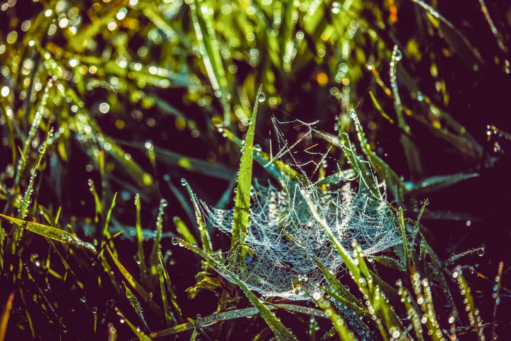 Morning Dew-Covered Cobweb Wallpaper Background in Lush Grass