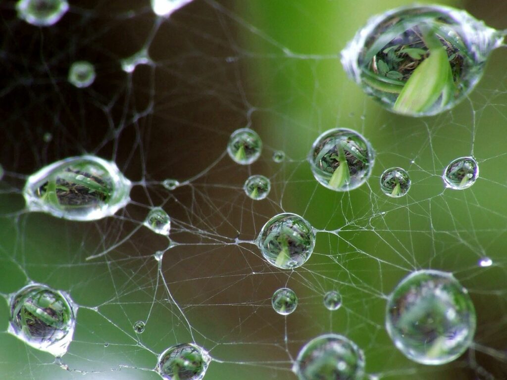 “Delicate Cobweb Wallpaper with Water Droplets and Green Gray Hues”