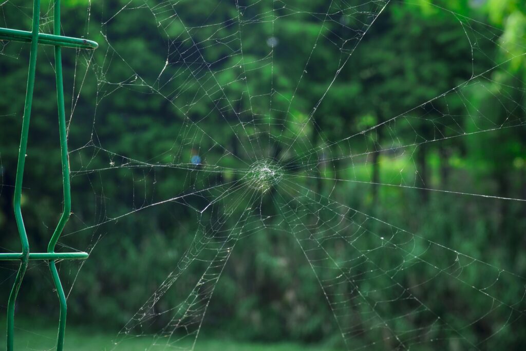 Intricate Cobweb Wallpaper: Nature's Delicate Beauty in Green