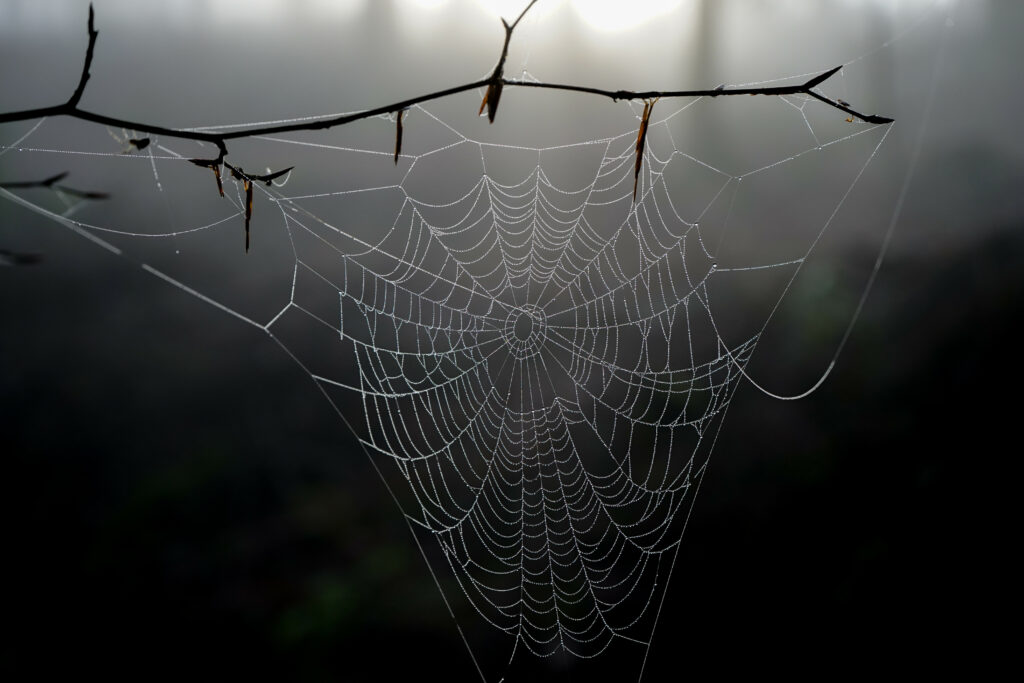 Delicate Cobweb Macro Wallpaper with Serene Blurred Background