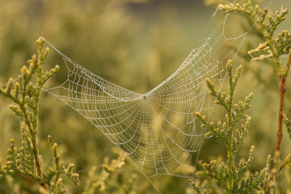 Intricate Cobweb on Green Branches - Serene Nature Wallpaper