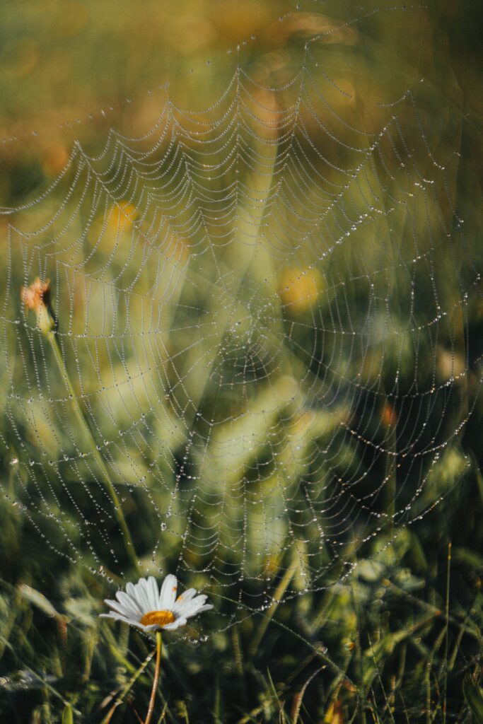 Delicate Cobweb and Dew Drops Wallpaper Background with Chamomile