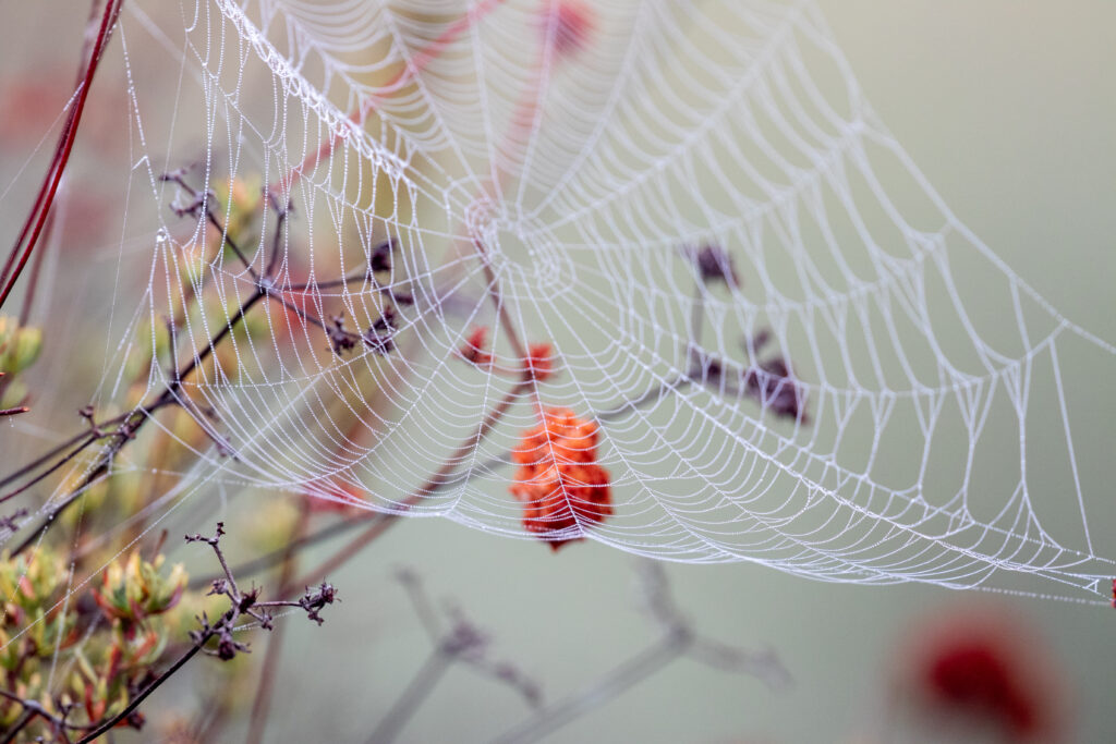 Macro Cobweb with Water Drops: Serene Nature Wallpaper Background