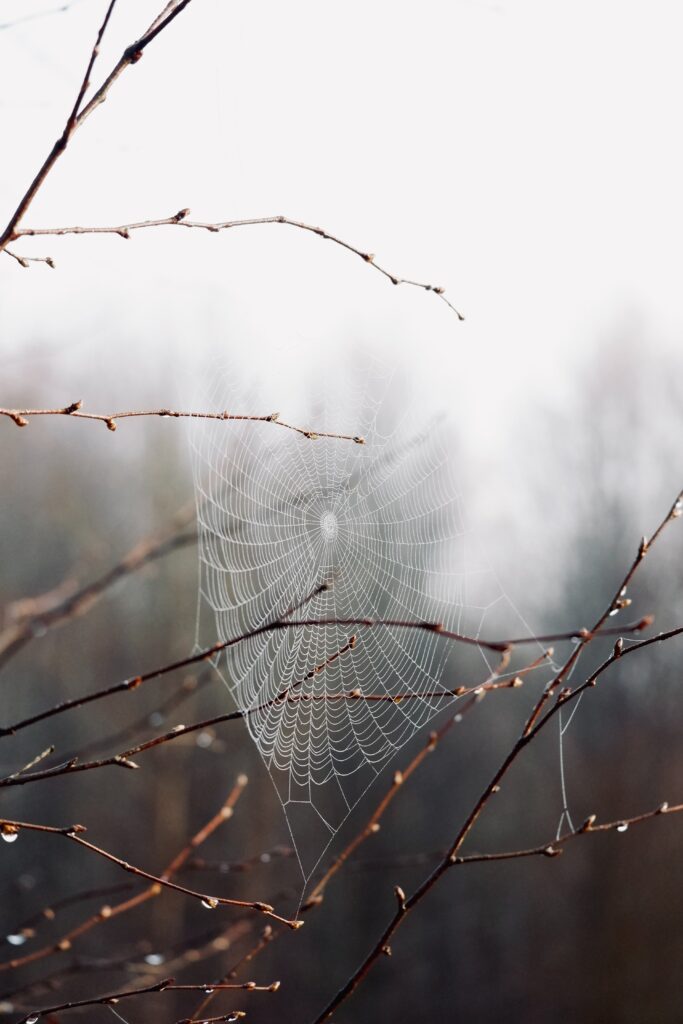 Intricate Cobweb with Water Drops: Nature Wallpaper Background