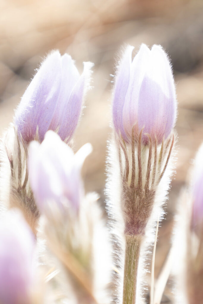 Delicate Macro Crocuses: Ethereal Spring Floral Wallpaper