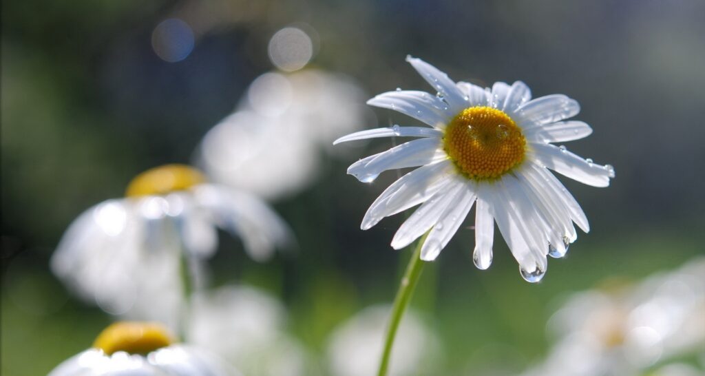 Close-Up of Daisies with Water Droplets: Serene Nature Background Wallpaper