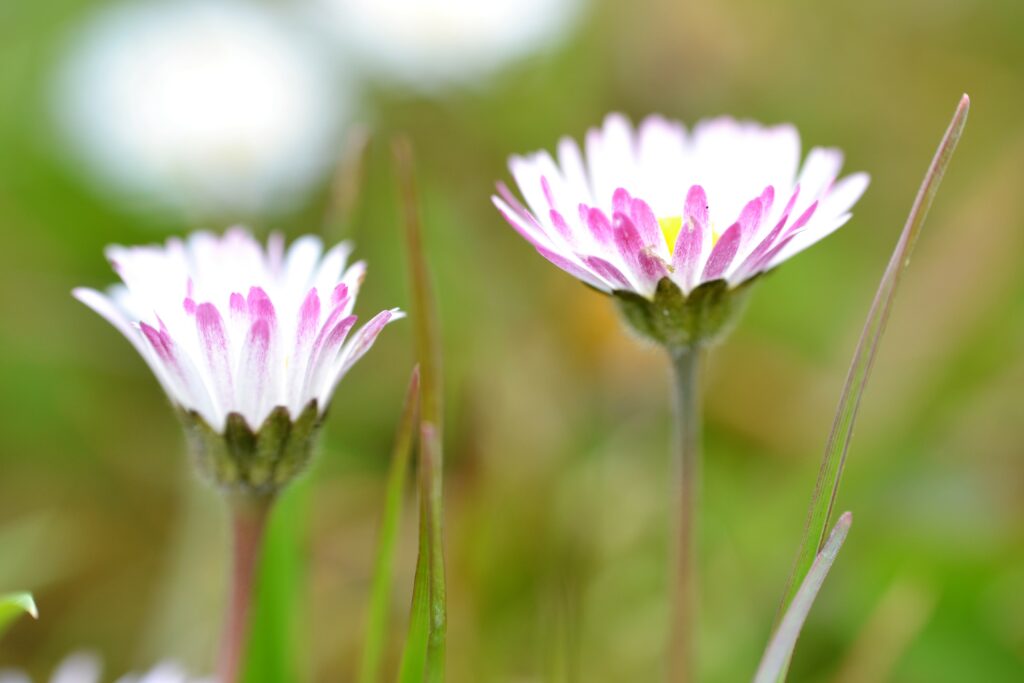 Delicate Daisies Wallpaper: Pink-Tinged Flowers on Soft Green Background