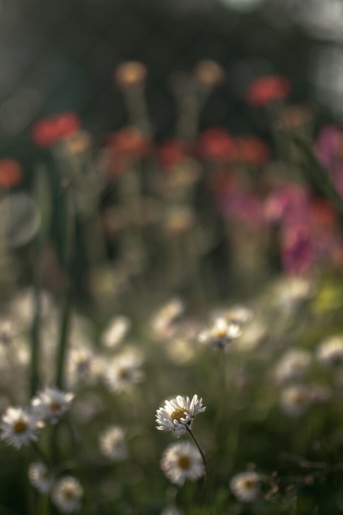 Delicate Daisies: A Dreamy Floral Close-Up Wallpaper