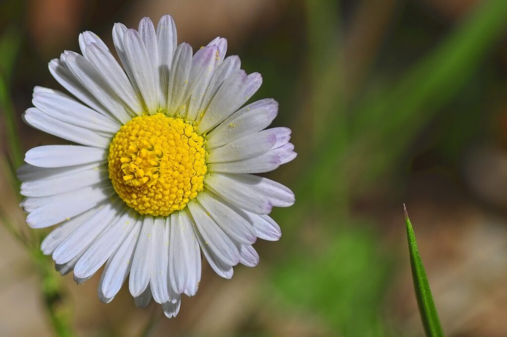 Delicate Daisy Close-Up: White Petals & Vibrant Yellow Center Wallpaper