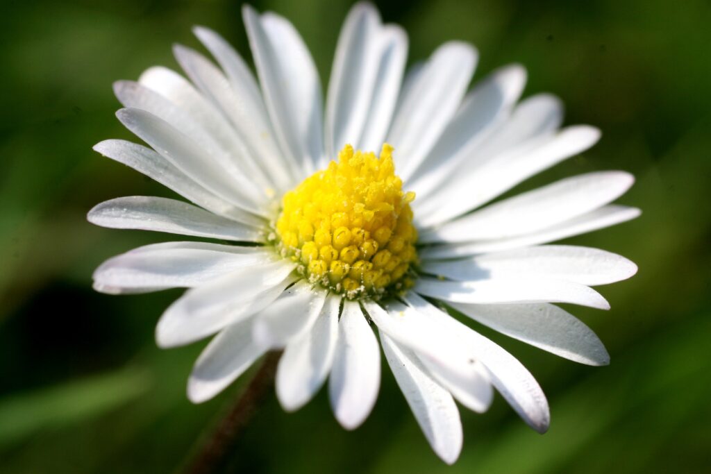 Delicate Daisy Close-Up: White Petals & Yellow Center Wallpaper