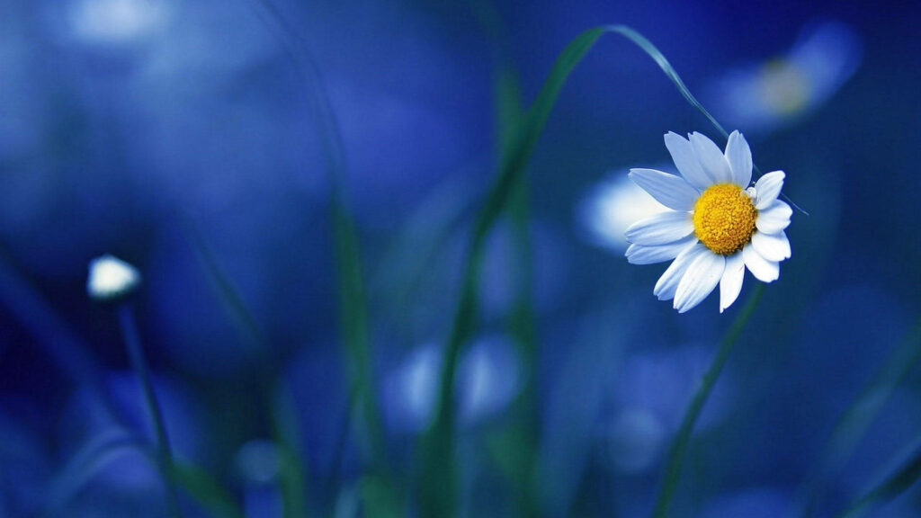 Serene Blue Daisy Wallpaper with Vibrant Yellow Center