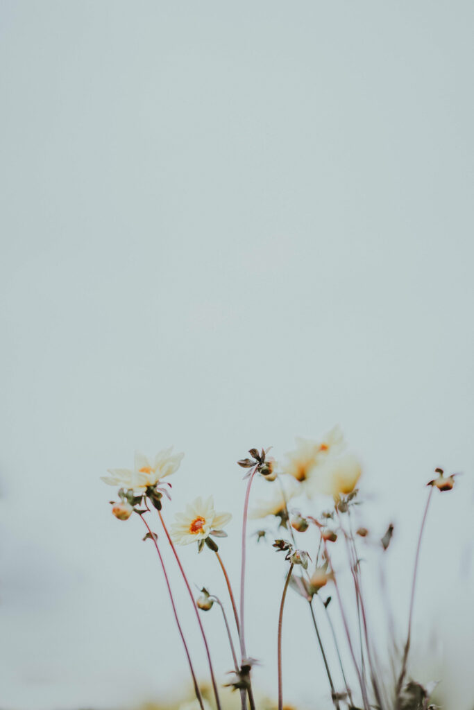 Delicate Daisy Flowers on Soft Blue Background - Calm & Simple Wallpaper