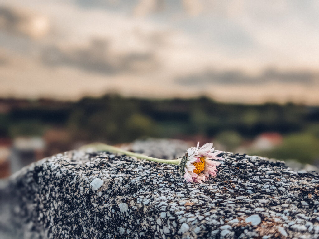 Macro Daisy Wallpaper on Textured Stone - Tranquil Background