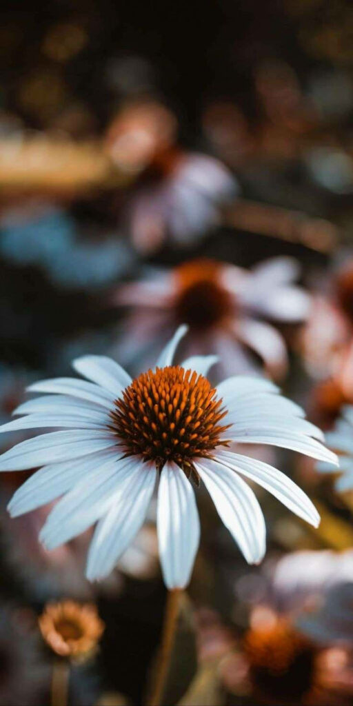 Serene Daisy Close-Up Wallpaper with Rustic Background