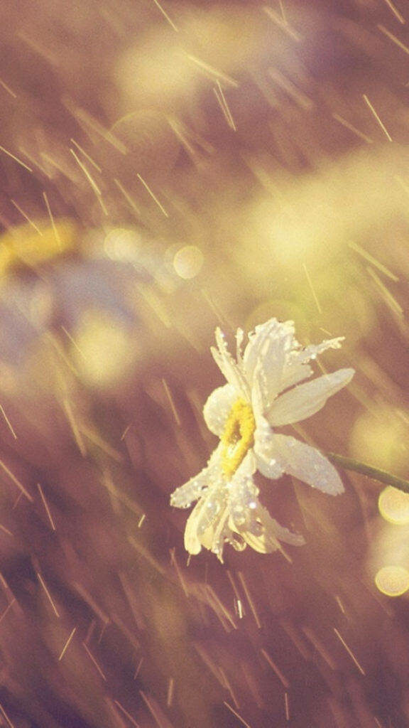Delicate Daisy in Rain: Serene Wallpaper with Soft Lighting & Droplets