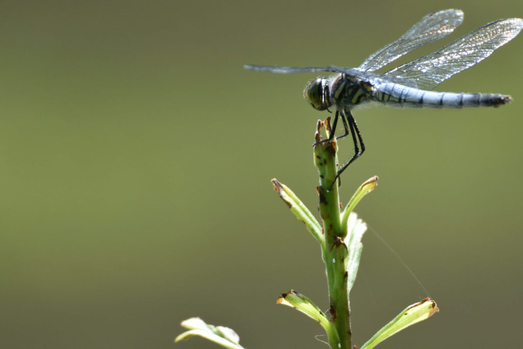 Delicate Damselfly Wallpaper: Nature's Beauty on a Soft Green Canvas
