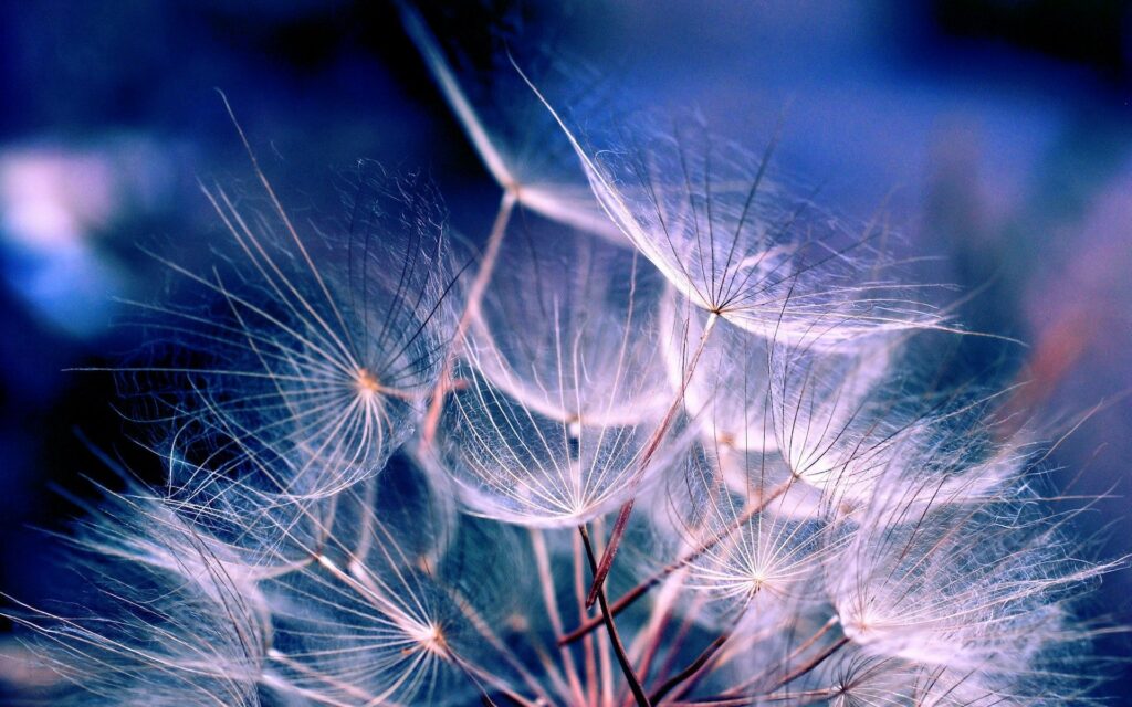 Delicate Dandelion Close-Up: Airy Fluff Wallpaper Background
