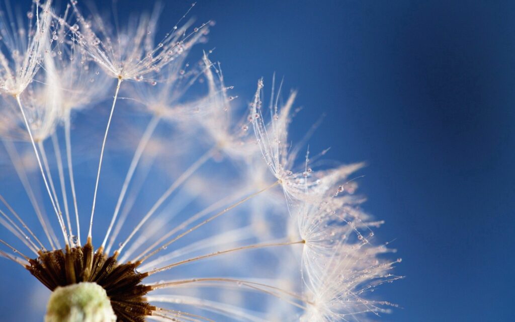 Delicate Dandelion Close-Up: Water Droplets & Blue Sky Wallpaper