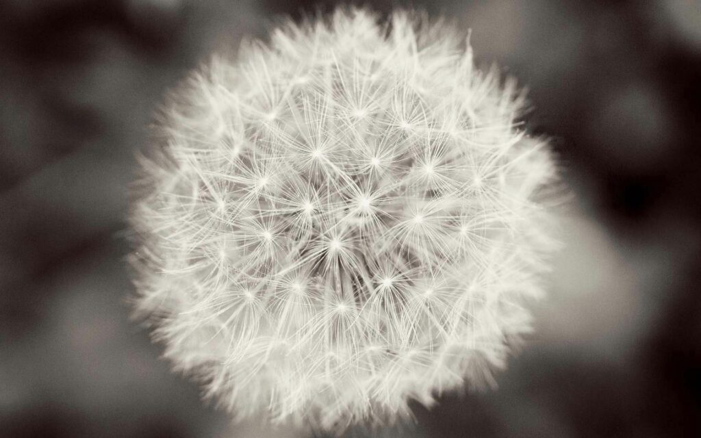 Delicate Dandelion Close-Up: Monochromatic Wallpaper Background