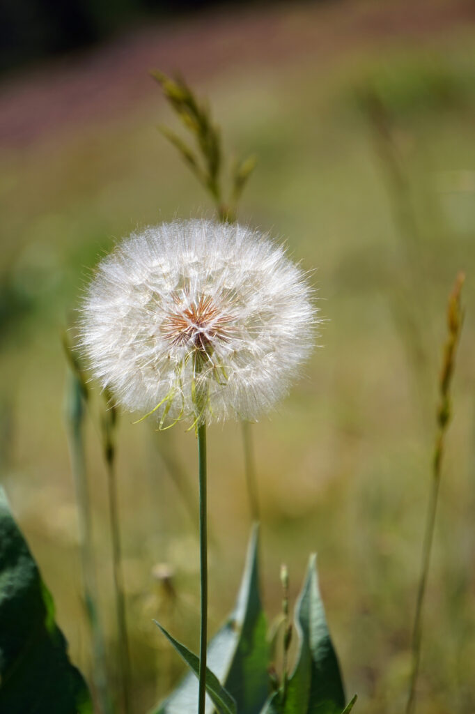 Close-Up Dandelion Seeds on Blurred Greenery Wallpaper Background