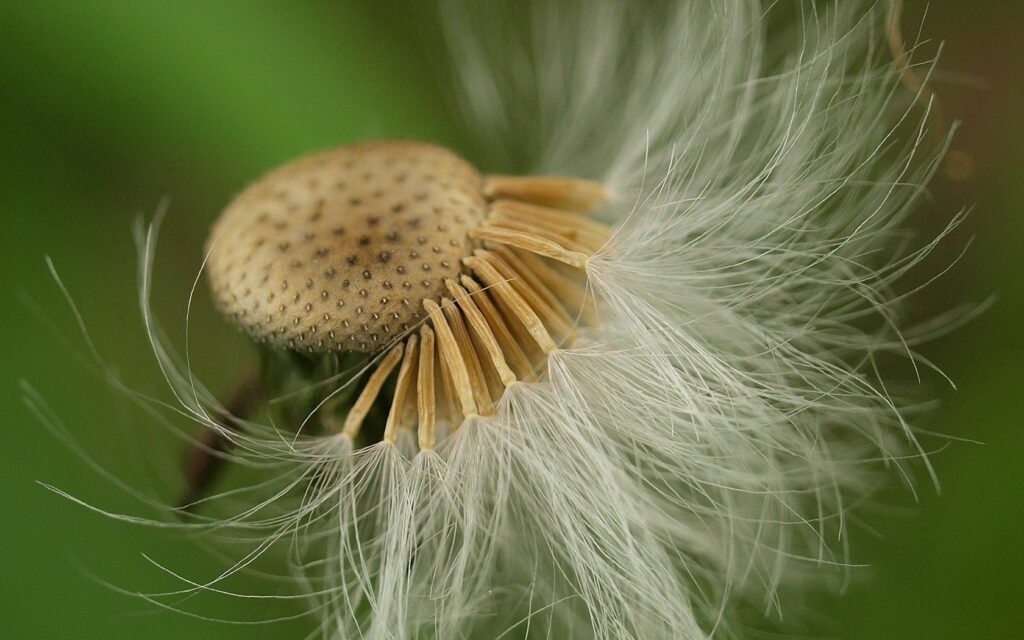 Intricate Dandelion Seeds on Soothing Green Wallpaper Background